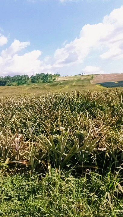 Travelling with friends