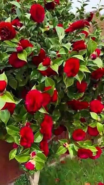 the Camellia flower is associated with love, affection, admiration.