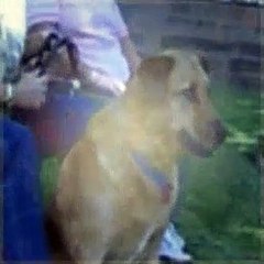 The Dog Whisperer Season 1 Episode 5 Harry And Brooks