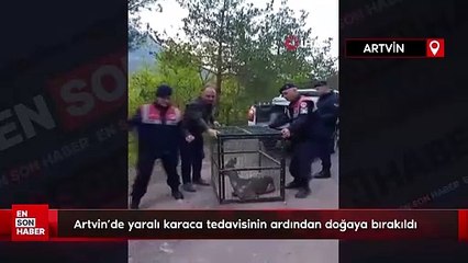 Artvin’de yaralı karaca tedavisinin ardından doğaya bırakıldı
