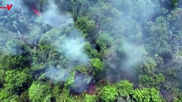 New Report Indicates Tropical Forest Loss is Slowing, Global Deforestation Still on the Rise