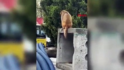 Burası Tayland değil İstanbul: Onu gören telefona sarıldı