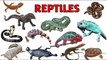REPTILES | Reptiles video for kids | reptiles animals | reptiles names in english  @amritanchalstudy