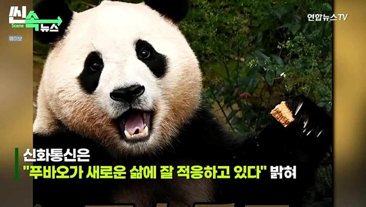 [씬속뉴스] '최애' 당근·사과 앞에 있는데 숨어버린 푸바오…팬들 '걱정 가득'