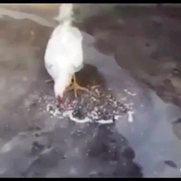 Humour - "une poule écrit le nom d'allah"