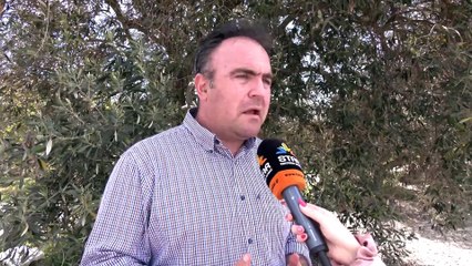 Νίκη για τους παραγωγούς της Φθιώτιδας - Γλίτωσαν την απώλεια εξαγωγών ελιάς Καλαμών