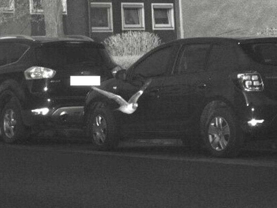 Taube geblitzt:  polizei lässt "gefiederte verkehrssünderin" entkommen