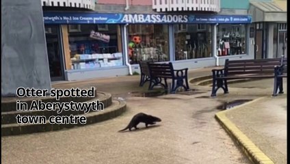Footage captured showing an otter travelling through Bow Street, Clarach an Aberystwyth town centre