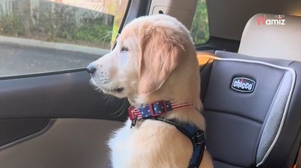 Puppy reunites with human brother and his reaction makes hearts melt (video)