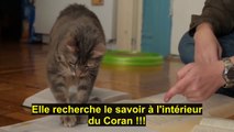 Humour - Les chats et le Coran