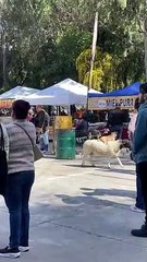 Imaginate vivir en Europa