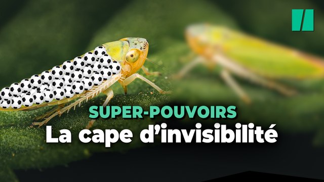 Cet insecte à une véritable cape d’invisibilité faite de minuscules ballons de football