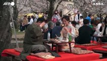 Kyoto, cittadini a passeggio tra i ciliegi in fiore