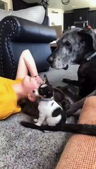 Funny Fails: Epic Moments Caught on Camera! #dailymotion #shorts