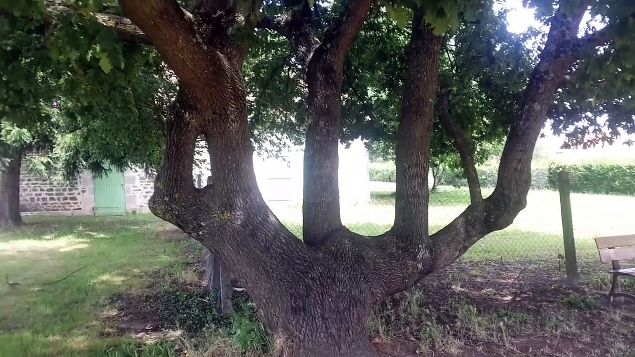 Un arbre "au nom allah" à dissay Poitiers France
