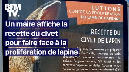Un maire affiche la recette du civet sur des panneaux publicitaires pour alerter contre la prolifération des lapins