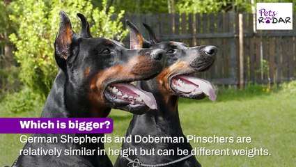 German Shepherd vs Doberman