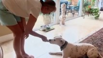 Après 2 ans au refuge, ils décident d'apprendre le langage des signes à ce chien sourd afin qu'il trouve une famille