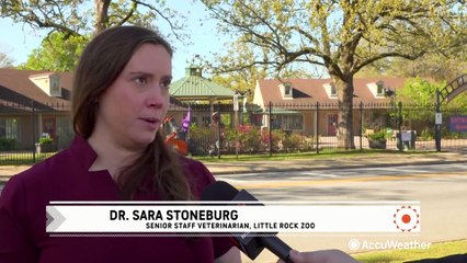 Live from the Little Rock Zoo in the final hours before the solar eclipse