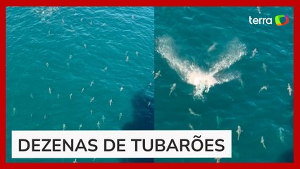 Vídeo impressiona ao mostrar mar infestado de tubarões no Golfo do México