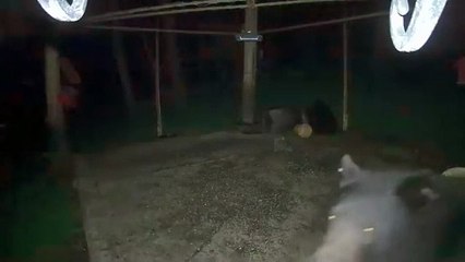 Family of bears explore Beaver County