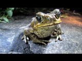 Endangered Tree Frog