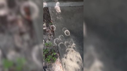 Video shows beautiful moon-shadows on the ground from solar eclipse