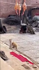 Pauvre petit chat... affamé