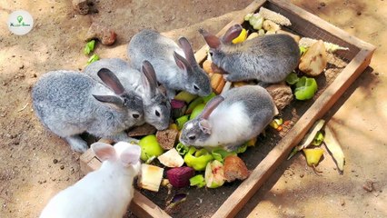 चीन ने रेगिस्तान में क्यों छोड़े 12 लाख खरगोश? | China is Breeding 1,200,000 Rabbits in The Desert