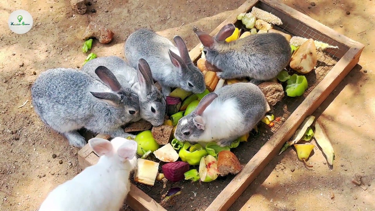 चीन ने रेगिस्तान में क्यों छोड़े 12 लाख खरगोश? | China is Breeding 1,200,000 Rabbits in The Desert