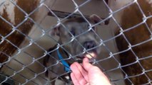 Old film❤️Lincoln 4y A588118 American Staffordshire Terrier Another 1 of my Good Buddies Staff Favorite Much Energy Quite Food Motivated Nice Doggie will Sit awesome boy at Pima Animal Care Center❤️5-6-2017adopted5-26-2017