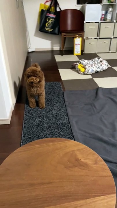 Playing with a puppy