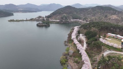 [영상] 섬진강 상류 옥정호 벚꽃길 따라 / YTN
