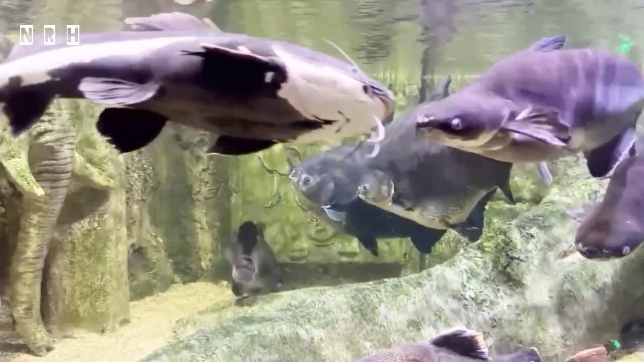 Relaxation video with beautiful colourful fish at underwater and relaxing music.
