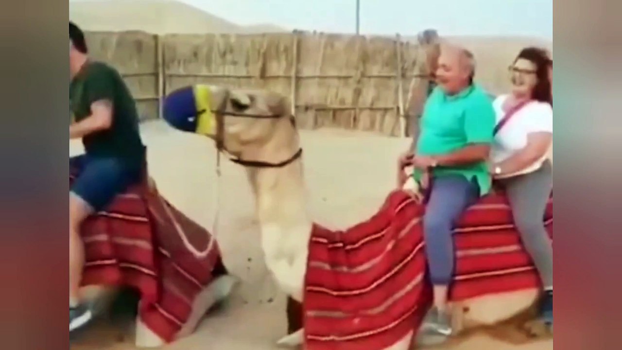 Funniest videos