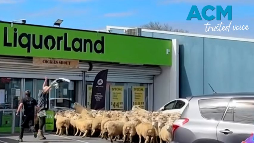 As 700 sheep performed in the Great New Zealand Muster’s running of the sheep event, a group decided to make a detour to a liquor store raiding the Te Kūiti store for an hour.