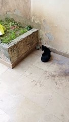 Black Cat #viral #trending #foryou #reels #beautiful #love #funny #delicious #fun #love #yummy