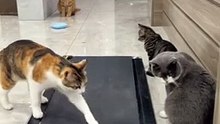 sprts cats