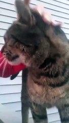 #184. Flashback. 75 degrees in November? Me & My Feral Cat Will Take It!