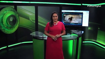 Entenda o motivo pelo qual o TikTok é proibido na China