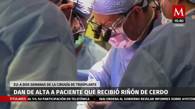 Fue dado de alta el primer paciente que recibió un trasplante riñón de cerdo