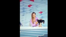 Perrito acude a programa de TV para ser adoptado y se defecó durante transmisión