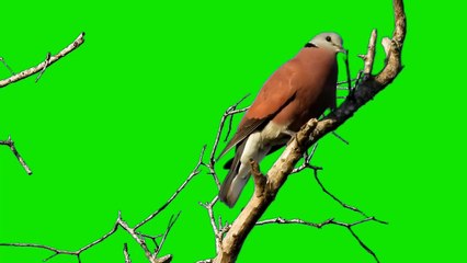 DOVE STANDING ON A TREE  BIRD GREEN SCREEN