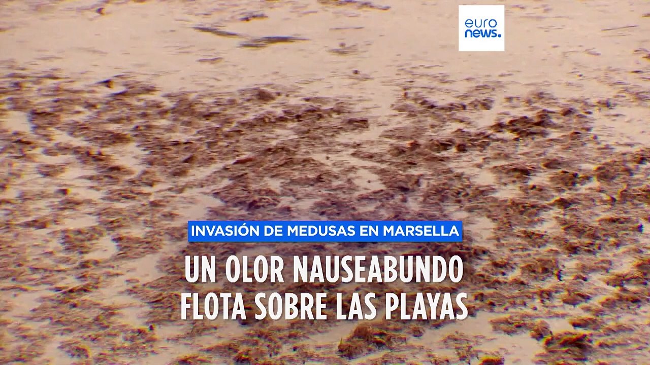 Miles de medusas se pudren en las playas de Marsella