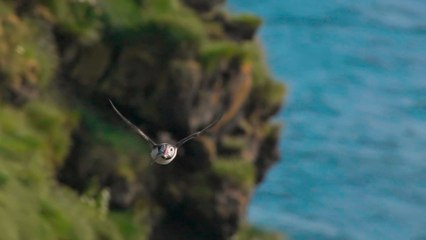 Islande, le sanctuaire des macareux