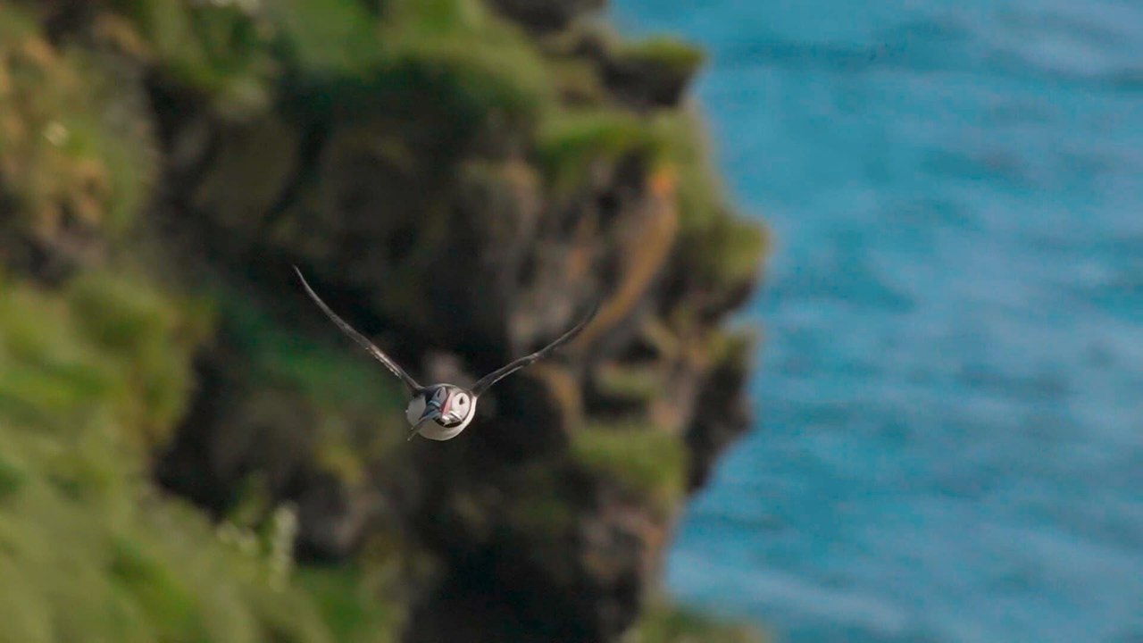 Islande, le sanctuaire des macareux