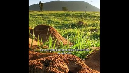 Antopolis: Inside the Bustling Home of 12 Million Ants