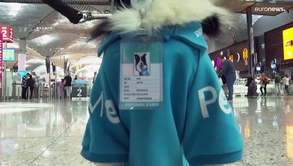 لعلاج التوتر.. مطار إسطنبول يعين 5 كلاب وظيفتها عناق وتقبيل المسافرين