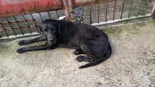 blacky
