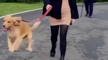 Jo-Jo-Hund hüpft aufgeregt auf und ab, während er spazieren geht